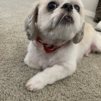 Gordie's Grooming - Uneven chin. - Pet Groomers Near Me - Gilbert, Arizona Gordie's Grooming - Uneven chin. - Pet Groomers Near Me - Gilbert, Arizona