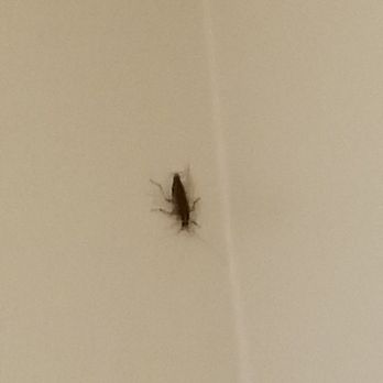 Redondo Inn & Suites - Nasty room had roaches - Hotels Near Me - Redondo Beach, California Redondo Inn & Suites - Nasty room had roaches - Hotels Near Me - Redondo Beach, California