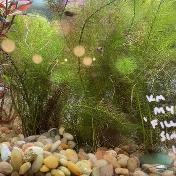 Rivershore Aquariums - Aquarium Services Near Me - Minneapolis, Minnesota Rivershore Aquariums - Aquarium Services Near Me - Minneapolis, Minnesota