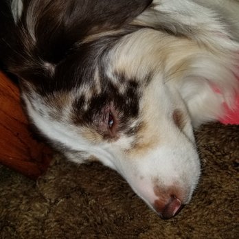 Dogs R US - Pet Groomers Near Me - Mary Esther, Florida
