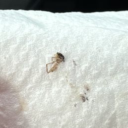 Spider I pulled out of my mouth.