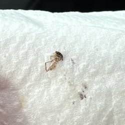 Salad and Go - Spider I pulled out of my mouth.