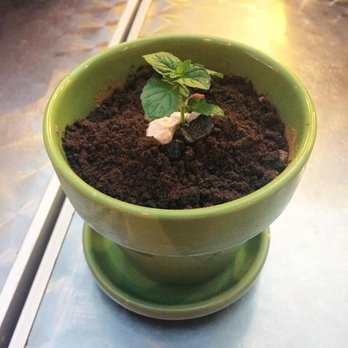 Dessert Republic - Potted plant or tiramisu? - Chinese Near Me - San Mateo, California