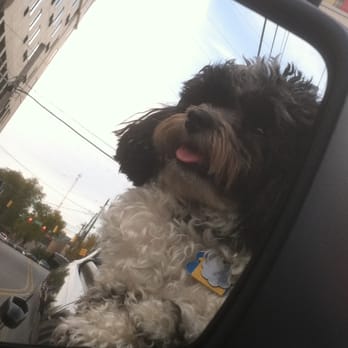While You Are Away Pet Services - Luca! - Dog Walkers Near Me - Antioch, Tennessee While You Are Away Pet Services - Luca! - Dog Walkers Near Me - Antioch, Tennessee