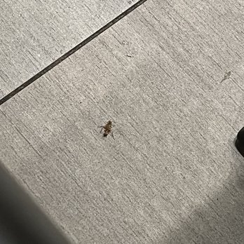 Pho Today - A little critter who got too close to me - Vietnamese Near Me - Fort Lee, New Jersey Pho Today - A little critter who got too close to me - Vietnamese Near Me - Fort Lee, New Jersey