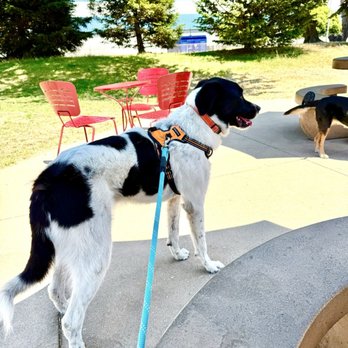 ABC Animal Rescue - Pet Adoption Near Me