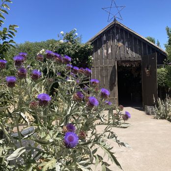 Park Winters Flower Farm - Pick Your Own Farms Near Me - Winters, California