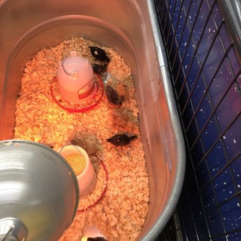Tractor Supply - Chicks - Hardware Stores Near Me - Highland, New York