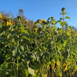 Sunflower fields