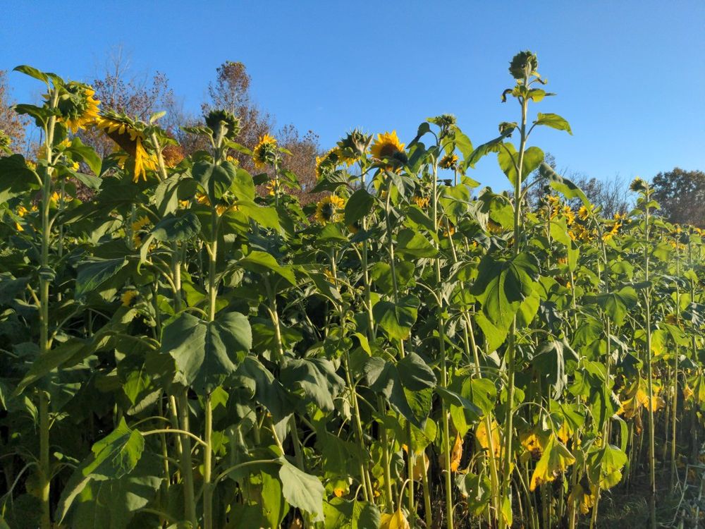 ARMSTRONG ARTISAN FARM Updated September 2024 1499 Brook Cove Rd, Walnut Cove, North