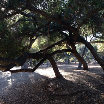 Live Oak County Park - Beautiful &  peaceful park- enjoyed the shade of the live oak trees on a sunny fall afternoon. Even saw a red headed woodpecker! - Parks Near Me - Fallbrook, California