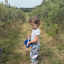 Grandma Dixie's Place - Long rows of blueberries bushes