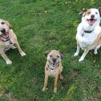 Four Leg Stretch - Dog Walkers Near Me Four Leg Stretch - Dog Walkers Near Me