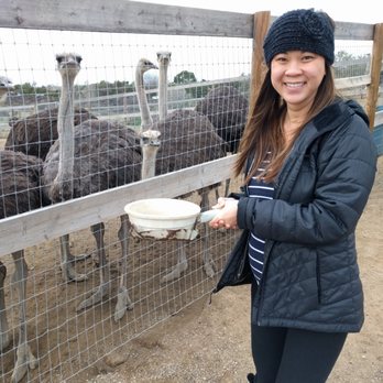 Ostrichland USA - mini dinosaurs - Attraction Farms Near Me - Solvang, California Ostrichland USA - mini dinosaurs - Attraction Farms Near Me - Solvang, California