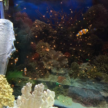 Saga Fusion - The aquarium in Saga Fusion! - Asian Fusion Near Me - Marstons Mills, Massachusetts