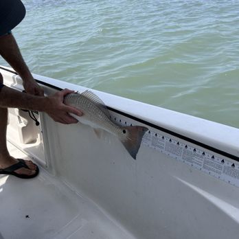 BEELINE FISHING CHARTERS - Updated June 2026 - 120 Photos - 10029 ...
