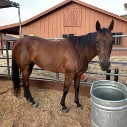 Premier Equine Center - After 5 weeks of aqua tread therapy and eurociser