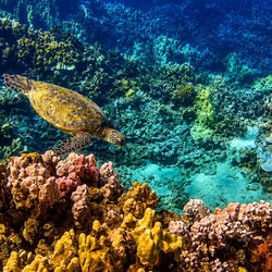 In2Scuba Diving Maui Dive Co - Airport Beach