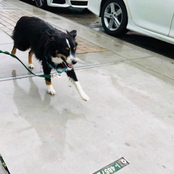 Tefani & So. Dogcare - Pet Sitting Near Me - San Francisco, California Tefani & So. Dogcare - Pet Sitting Near Me - San Francisco, California