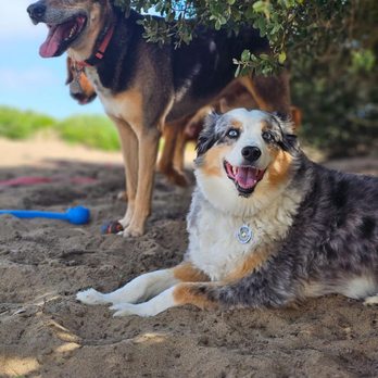 Viking Dog Hiking - Dog Walkers Near Me Viking Dog Hiking - Dog Walkers Near Me
