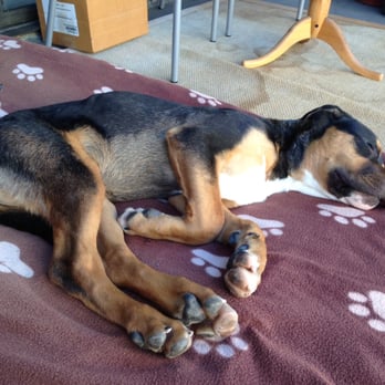 The Barking Lot - Cooper enjoying a dog's life and snoozing the afternoon away - Animal Shelters Near Me - Ramona, California The Barking Lot - Cooper enjoying a dog's life and snoozing the afternoon away - Animal Shelters Near Me - Ramona, California