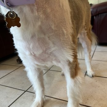 Petco - Like what is this????? - Pet Training Near Me - Oklahoma City, Oklahoma Petco - Like what is this????? - Pet Training Near Me - Oklahoma City, Oklahoma