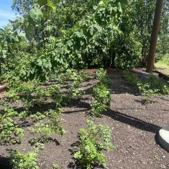 Hardware - House grown herbs! - Gastropubs Near Me - North Aurora, Illinois Hardware - House grown herbs! - Gastropubs Near Me - North Aurora, Illinois