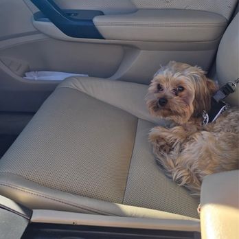 Furologist Dog Spa - Before going in to get pampered. He had his grouchy face on! - Pet Groomers Near Me - San Jose, California