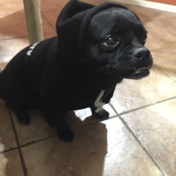 Eye Care for Animals - Avondale - Veterinarians Near Me - Avondale, Arizona