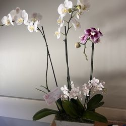 Honey Bee Flowers - Orchid arrangement