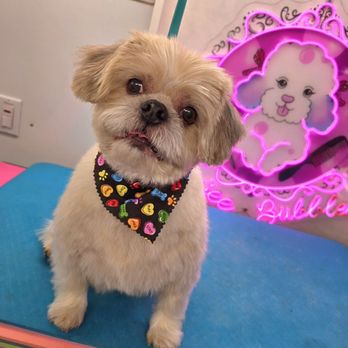 Boujee Bubbles Dog Grooming - Pet Groomers Near Me Boujee Bubbles Dog Grooming - Pet Groomers Near Me