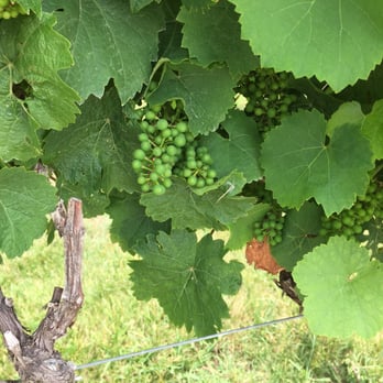 Autumn Creek Vineyards - Just a few more months, and these babies are going to be ready to harvest! - Venues & Event Spaces Near Me - Mayodan, North Carolina Autumn Creek Vineyards - Just a few more months, and these babies are going to be ready to harvest! - Venues & Event Spaces Near Me - Mayodan, North Carolina