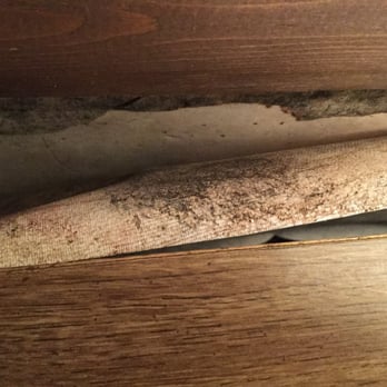 Alma Comfortable Inn - Black mold by window - Hotels Near Me - Alma, Michigan