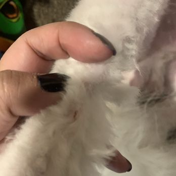 Petco - Cut by groomer and uneven "trim" - Pet Stores Near Me - Las Vegas, Nevada Petco - Cut by groomer and uneven "trim" - Pet Stores Near Me - Las Vegas, Nevada