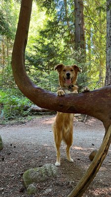 Pacific Spirit Regional Park by null