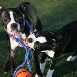 Top Dog Country Club - Give me that . . . no give ME that!