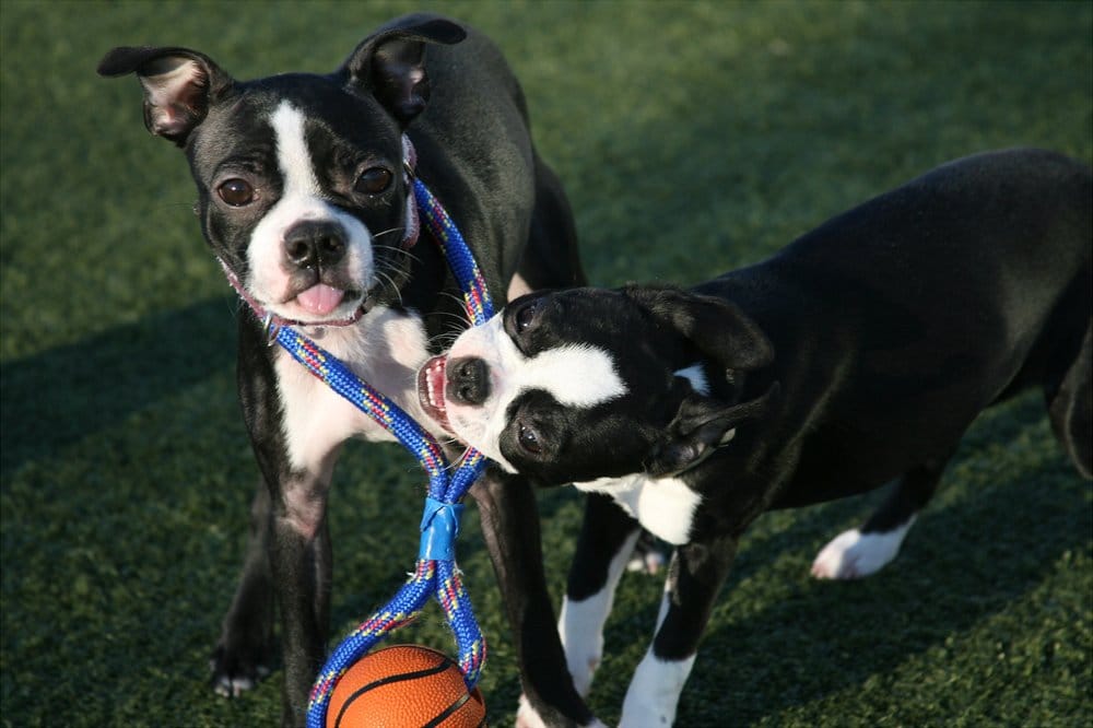 TOP DOG COUNTRY CLUB Updated July 2024 16 Photos & 20 Reviews