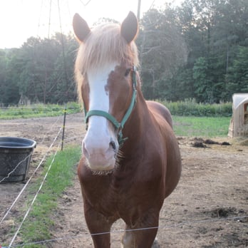 Dead Broke Farm - Horseback Riding Near Me - Raleigh, North Carolina