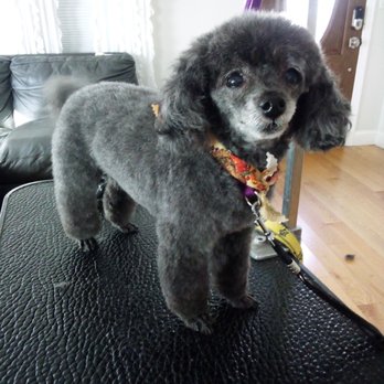 The Pampered Pedigree - Lucky you cute little dude - Pet Groomers Near Me The Pampered Pedigree - Lucky you cute little dude - Pet Groomers Near Me