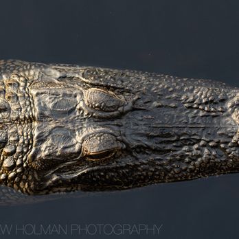 Lettuce Lake Park - gator - Parks Near Me - Tampa, Florida