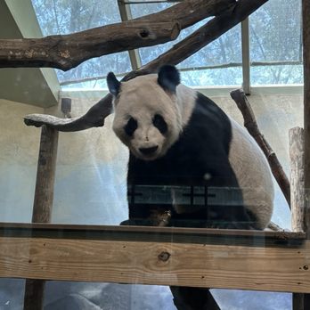 Zoo Atlanta - Panda - Zoos Near Me - Atlanta, Georgia Zoo Atlanta - Panda - Zoos Near Me - Atlanta, Georgia