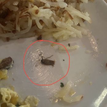 Folk Art - Dead roach on food - American Near Me - Atlanta, Georgia Folk Art - Dead roach on food - American Near Me - Atlanta, Georgia