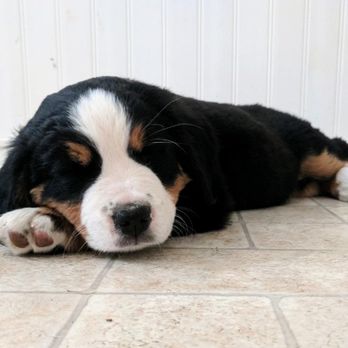 Bernese Mountain Dogs NW - Pet Breeders Near Me Bernese Mountain Dogs NW - Pet Breeders Near Me