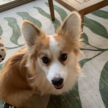 Wag Westlake - Brioche enjoying her time on the back patio - Dog Walkers Near Me - Austin, Texas