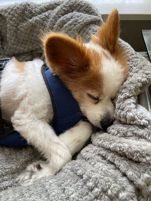 Photo of Prestigious Pets - Dallas, TX, US.