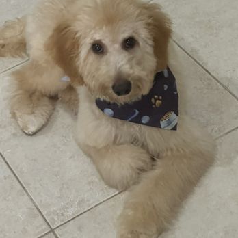 Hello Pets Groomers - After the grooming - Pet Groomers Near Me