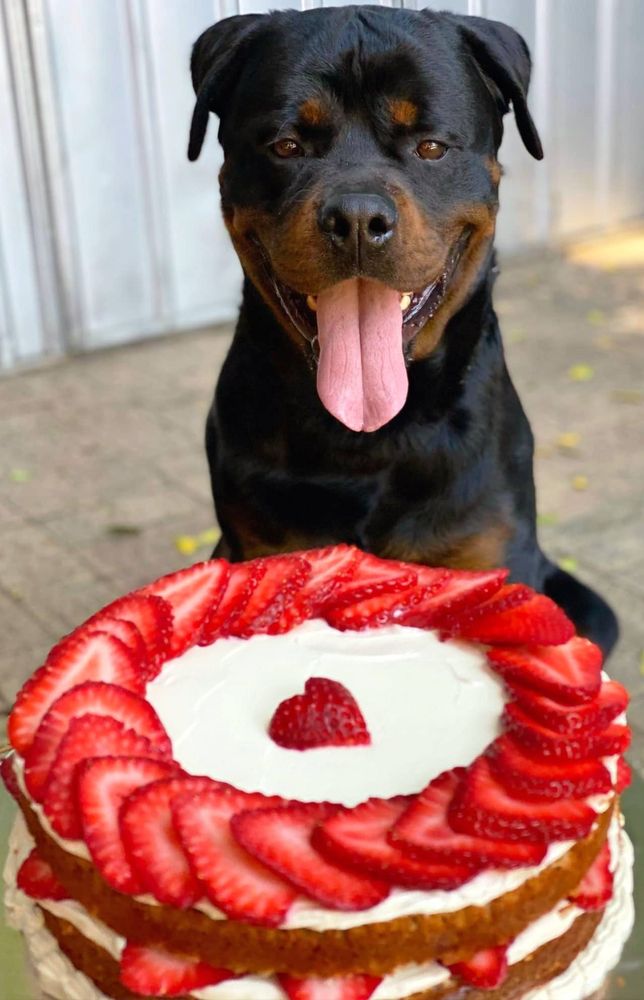 THE PAWSTRY BOX Request Information 15 Photos Rufous Court, East