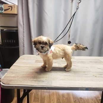 Shampooches - Pet Groomers Near Me - Salem, Wisconsin Shampooches - Pet Groomers Near Me - Salem, Wisconsin