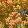 Olbrich Park