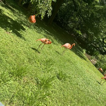 Philadelphia Zoo - Flamingo fabulousness - Zoos Near Me - Philadelphia, Pennsylvania